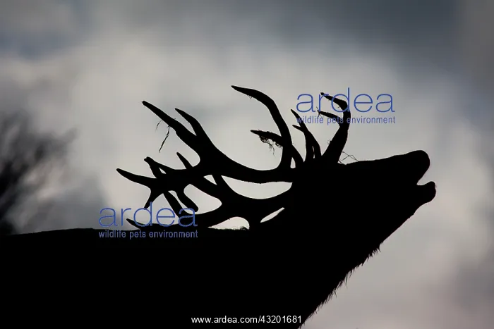 : Red Deer (Cervus elaphus), stag roaring during the : Red Deer (Cervus elaphus), stag roaring during the