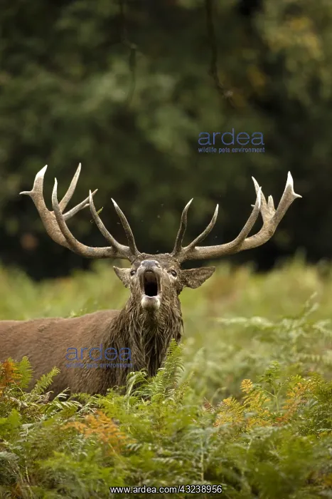 : red deer (Cervus elaphus), Stag roaring during rut : red deer (Cervus elaphus), Stag roaring during rut
