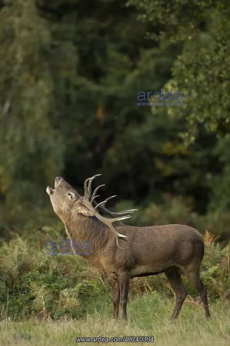 : red deer (Cervus elaphus), Stag roaring during rut : red deer (Cervus elaphus), Stag roaring during rut