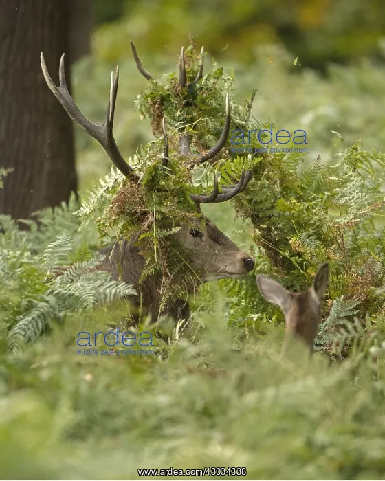 : red deer (Cervus elaphus), Stag during rut with : red deer (Cervus elaphus), Stag during rut with