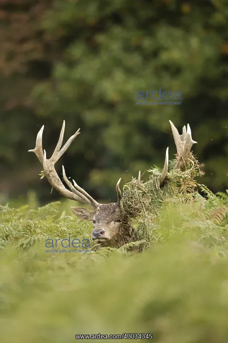 : red deer (Cervus elaphus), Stag during rut with : red deer (Cervus elaphus), Stag during rut with