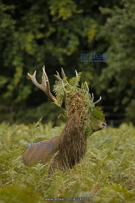 : red deer (Cervus elaphus), Stag during rut with : red deer (Cervus elaphus), Stag during rut with