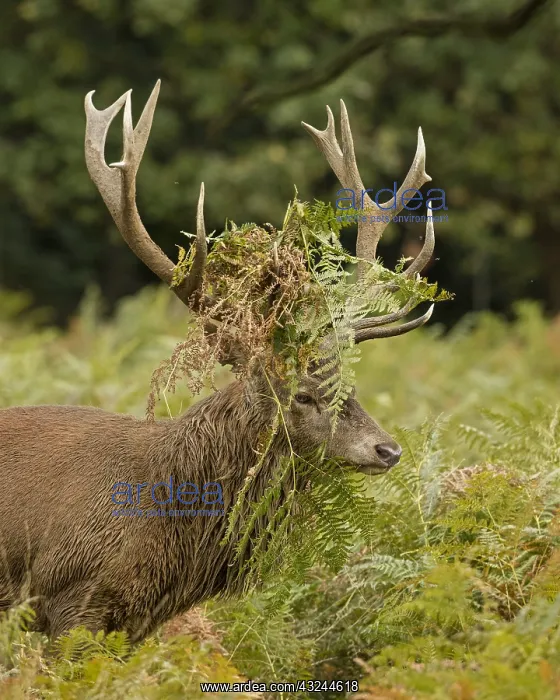 : red deer (Cervus elaphus), Stag during rut with : red deer (Cervus elaphus), Stag during rut with