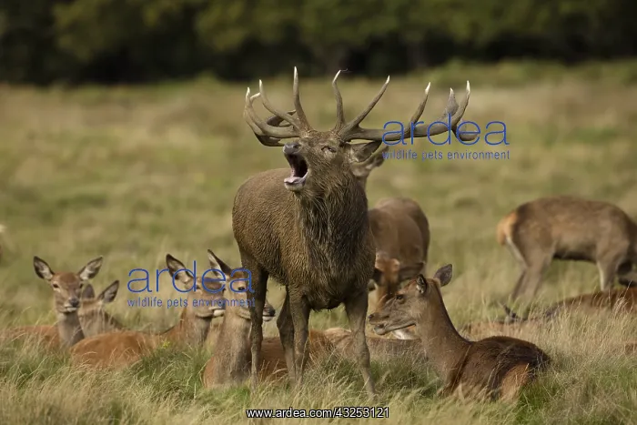: red deer (Cervus elaphus), Stag during rut with : red deer (Cervus elaphus), Stag during rut with