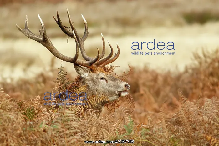 : Red Deer (Cervus elaphus) - stag during the rut : Red Deer (Cervus elaphus) - stag during the rut