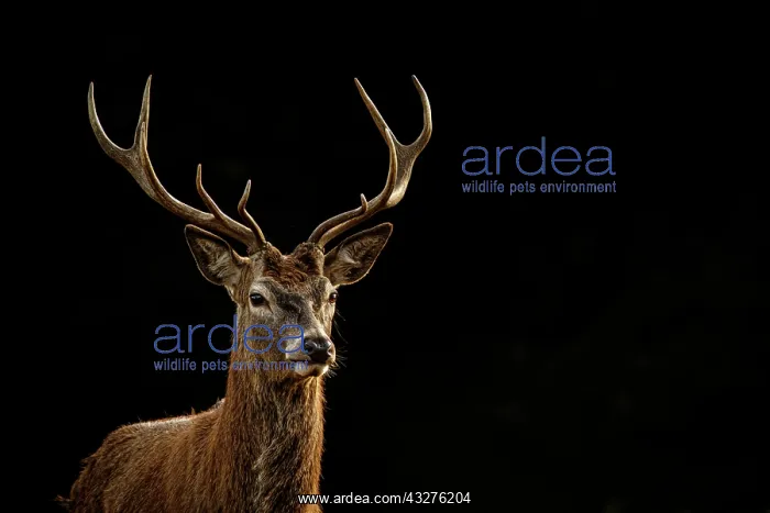 : Red Deer (Cervus elaphus) - stag during the rut : Red Deer (Cervus elaphus) - stag during the rut