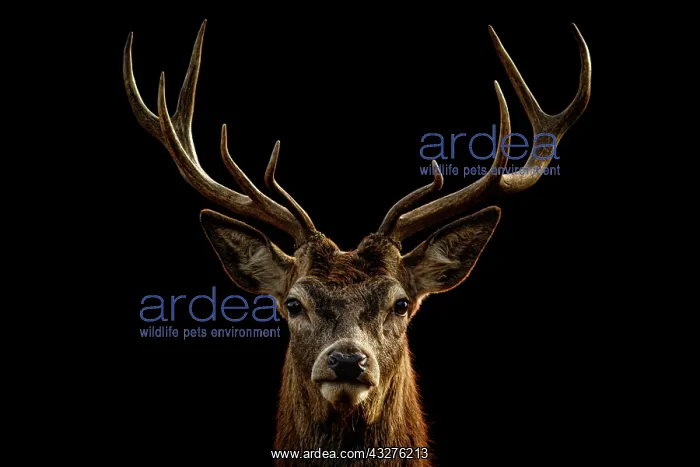 : Red Deer (Cervus elaphus) - stag during the rut : Red Deer (Cervus elaphus) - stag during the rut