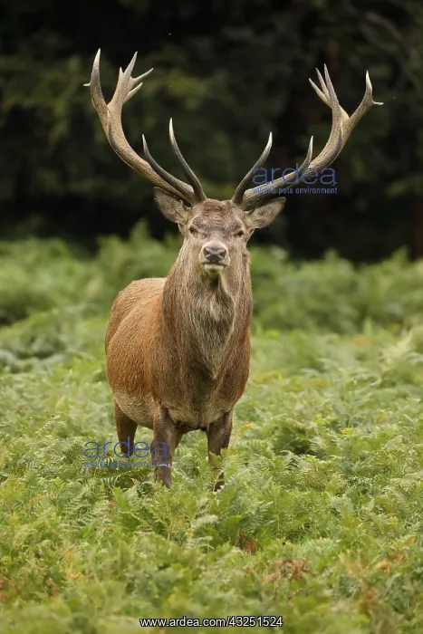  : red deer (Cervus elaphus), Stag during rut, England, U.K