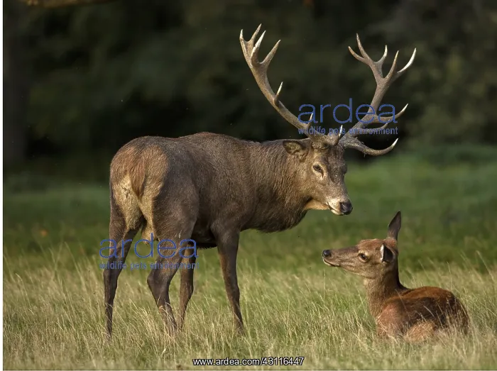 : red deer (Cervus elaphus), Stag during rut, interacting : red deer (Cervus elaphus), Stag during rut, interacting