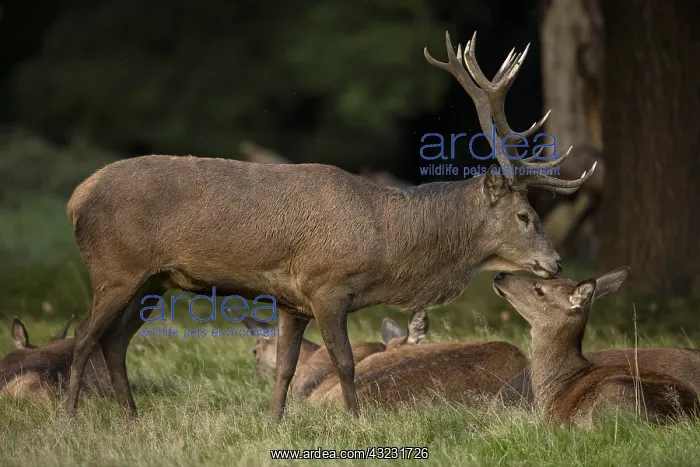 : red deer (Cervus elaphus), Stag during rut, interacting : red deer (Cervus elaphus), Stag during rut, interacting