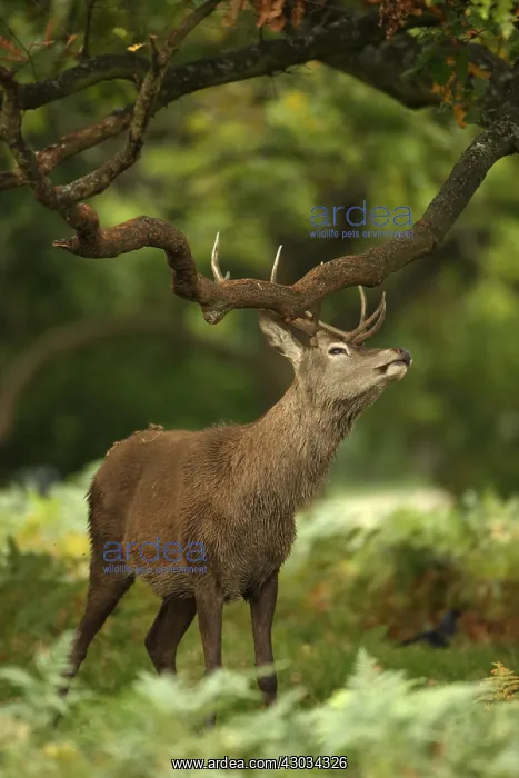 : red deer (Cervus elaphus), Stag during rut, rubbing : red deer (Cervus elaphus), Stag during rut, rubbing