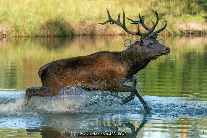 : Red deer (Cervus elaphus), stag, rut, running in : Red deer (Cervus elaphus), stag, rut, running in