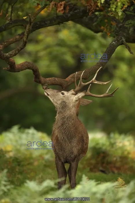 : red deer (Cervus elaphus), Stag during rut, smelling : red deer (Cervus elaphus), Stag during rut, smelling