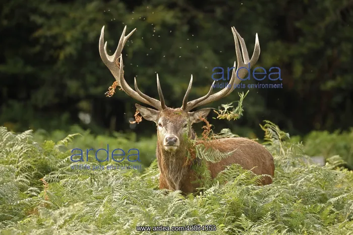 : red deer (Cervus elaphus), Stag during rut, thrashing : red deer (Cervus elaphus), Stag during rut, thrashing