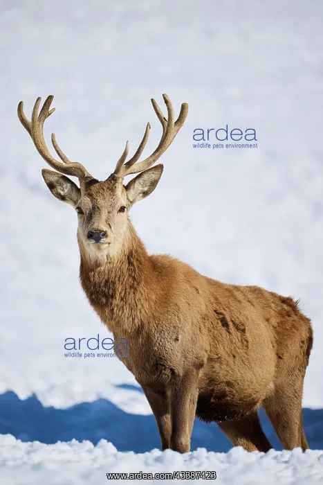 : Red deer (Cervus elaphus) stag on a snowy meadow : Red deer (Cervus elaphus) stag on a snowy meadow