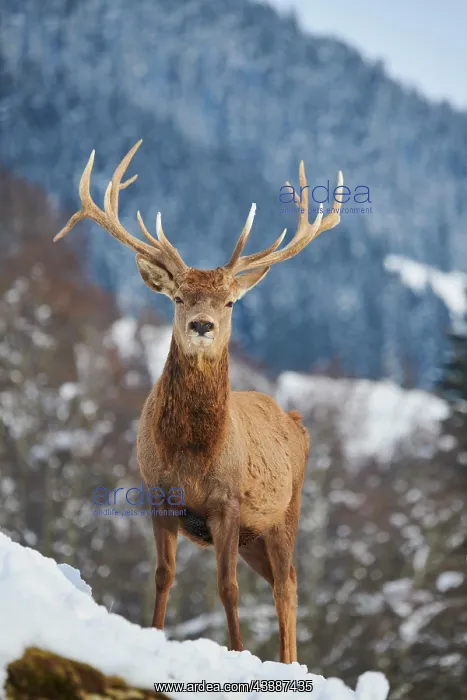 : Red deer (Cervus elaphus) stag on a snowy meadow : Red deer (Cervus elaphus) stag on a snowy meadow