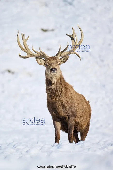 : Red deer (Cervus elaphus) stag on a snowy meadow : Red deer (Cervus elaphus) stag on a snowy meadow