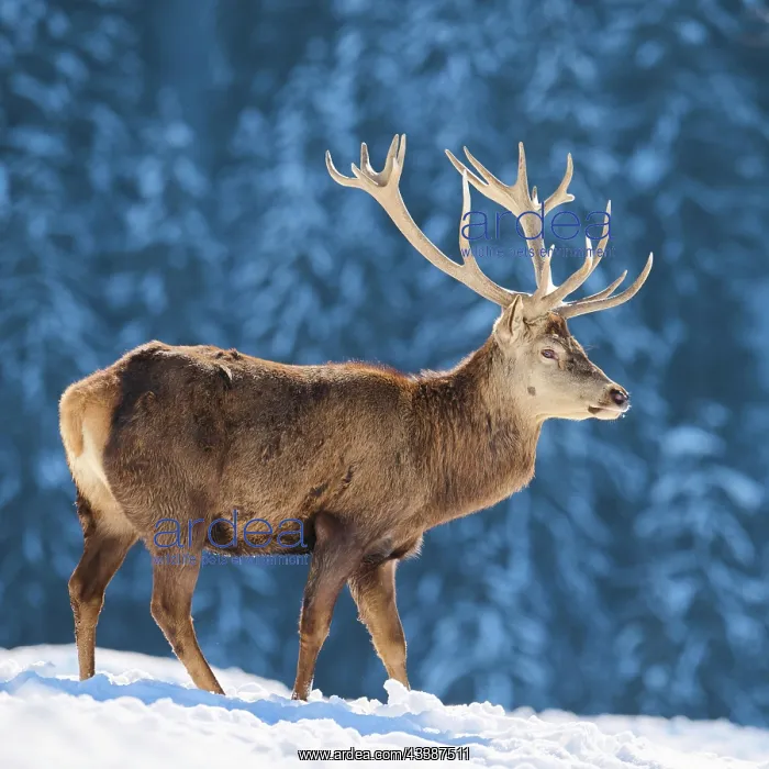 : Red deer (Cervus elaphus) stag on a snowy meadow : Red deer (Cervus elaphus) stag on a snowy meadow