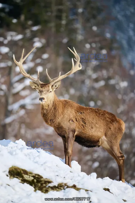  : Red deer (Cervus elaphus) stag on a snowy meadow
