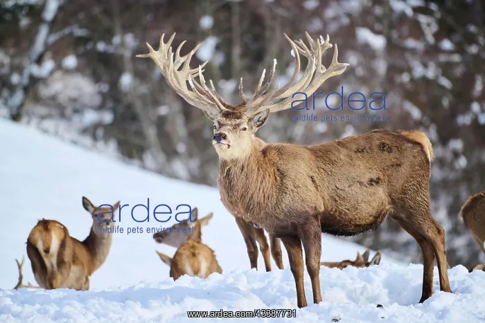 : Red deer (Cervus elaphus) stag on a snowy meadow : Red deer (Cervus elaphus) stag on a snowy meadow