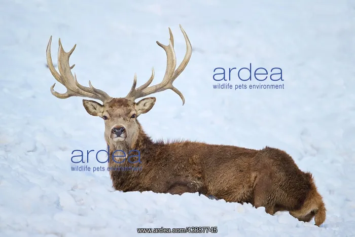 : Red deer (Cervus elaphus) stag on a snowy meadow : Red deer (Cervus elaphus) stag on a snowy meadow