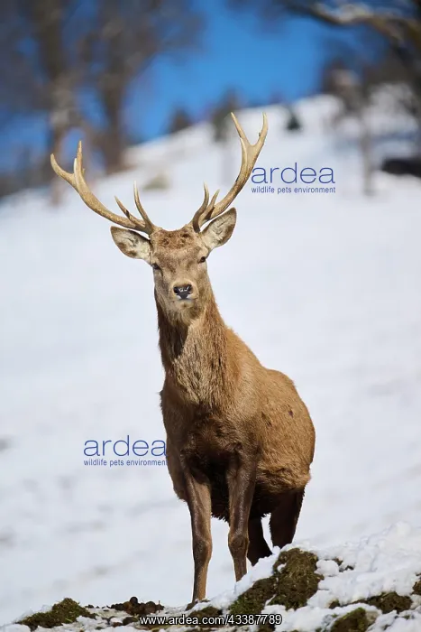 : Red deer (Cervus elaphus) stag on a snowy meadow : Red deer (Cervus elaphus) stag on a snowy meadow