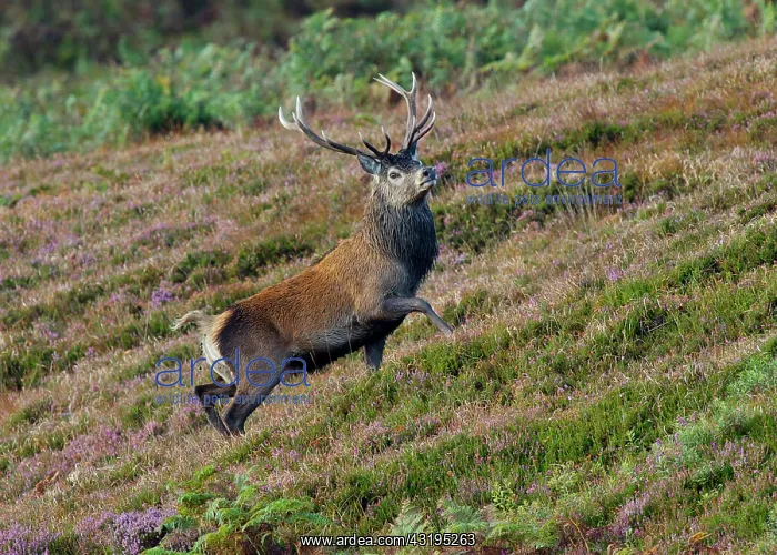: Red Deer (Cervus elaphus), stag, walking in heather : Red Deer (Cervus elaphus), stag, walking in heather