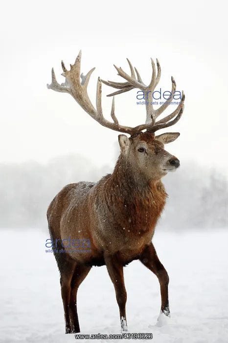 : Red Deer (Cervus elaphus), stag in winter, captive : Red Deer (Cervus elaphus), stag in winter, captive