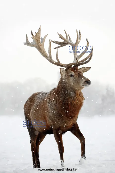 : Red Deer (Cervus elaphus), stag in winter, captive : Red Deer (Cervus elaphus), stag in winter, captive