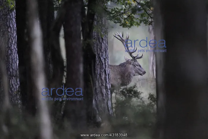 : Red deer, (Cervus elaphus) stag in woodland, Vosges : Red deer, (Cervus elaphus) stag in woodland, Vosges