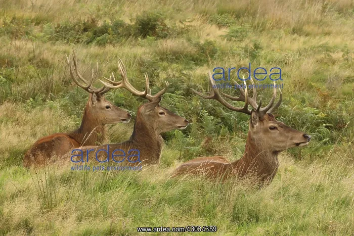 : red deer (Cervus elaphus), Stags during rut, England, U.K : red deer (Cervus elaphus), Stags during rut, England, U.K