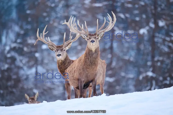 : Red deer (Cervus elaphus) stags on a snowy meado : Red deer (Cervus elaphus) stags on a snowy meado