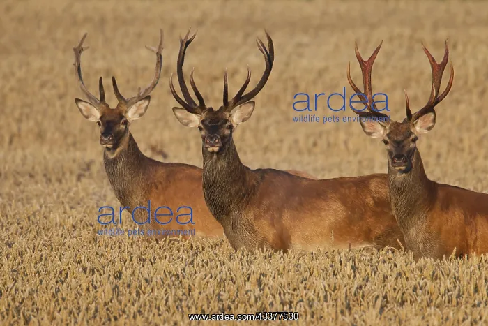 : Three red deer (Cervus elaphus) stags traversing : Three red deer (Cervus elaphus) stags traversing