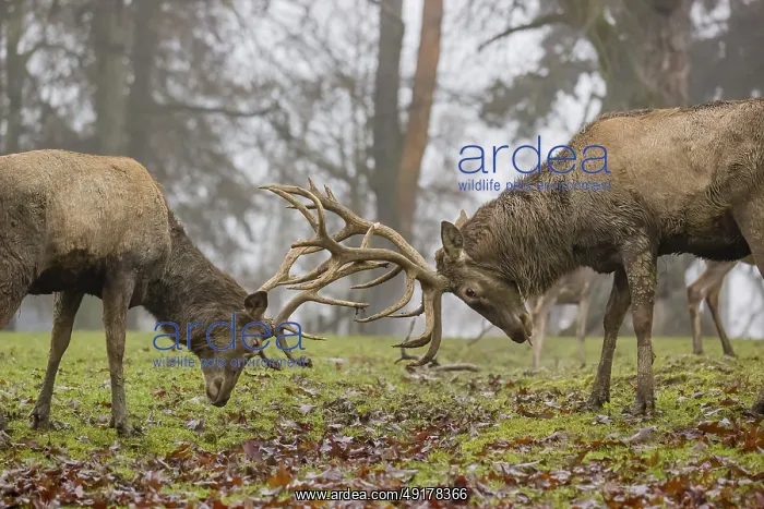 : Two red deer (Cervus elaphus) stand in a meadow on a foggy day and playfully fight outside the rutting season : Two red deer (Cervus elaphus) stand in a meadow on a foggy day and playfully fight outside the rutting season