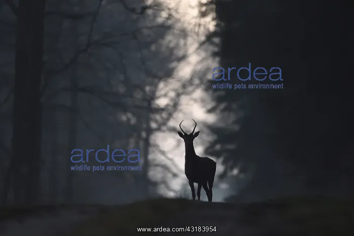 : Red deer (Cervus elaphus) standing on track in forest : Red deer (Cervus elaphus) standing on track in forest