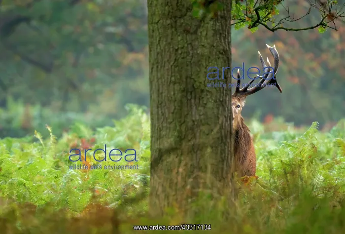 : Red deer (Cervus elaphus) standing behind a tree, England : Red deer (Cervus elaphus) standing behind a tree, England