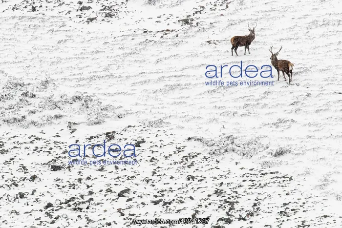 : Red Deer (Cervus elaphus) - wailking through : Red Deer (Cervus elaphus) - wailking through