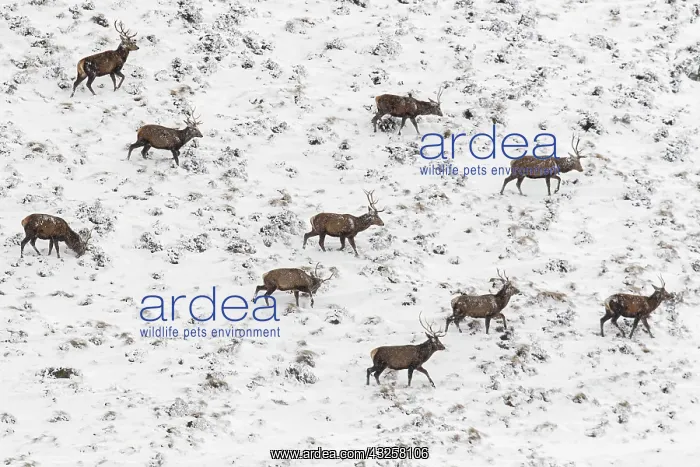 : Red Deer (Cervus elaphus) - wailking through snow : Red Deer (Cervus elaphus) - wailking through snow