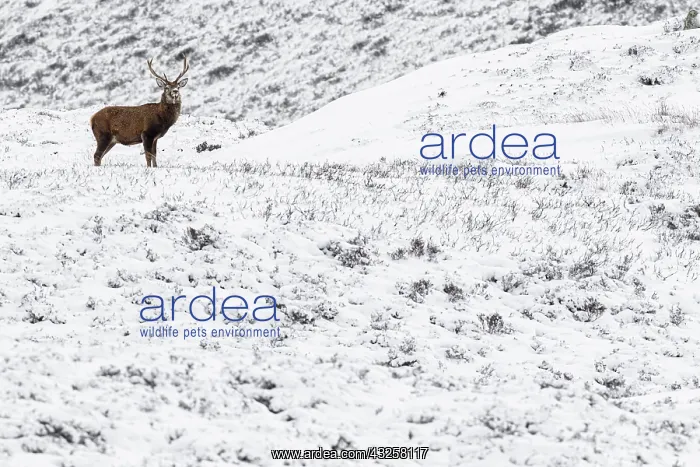 : Red Deer (Cervus elaphus) - wailking through snow : Red Deer (Cervus elaphus) - wailking through snow