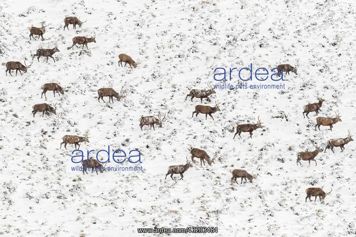 : Red Deer (Cervus elaphus) - wailking through snow - Cairngor : Red Deer (Cervus elaphus) - wailking through snow - Cairngor