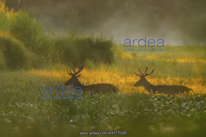 : Red deer (Cervus elaphus), walking : Red deer (Cervus elaphus), walking