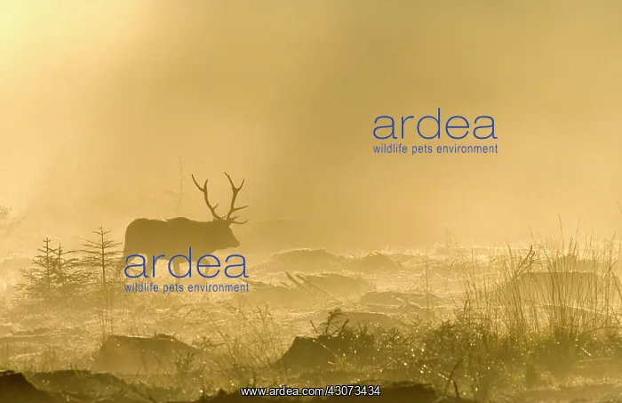 : Red Deer (Cervus elaphus) walking in the fog against : Red Deer (Cervus elaphus) walking in the fog against
