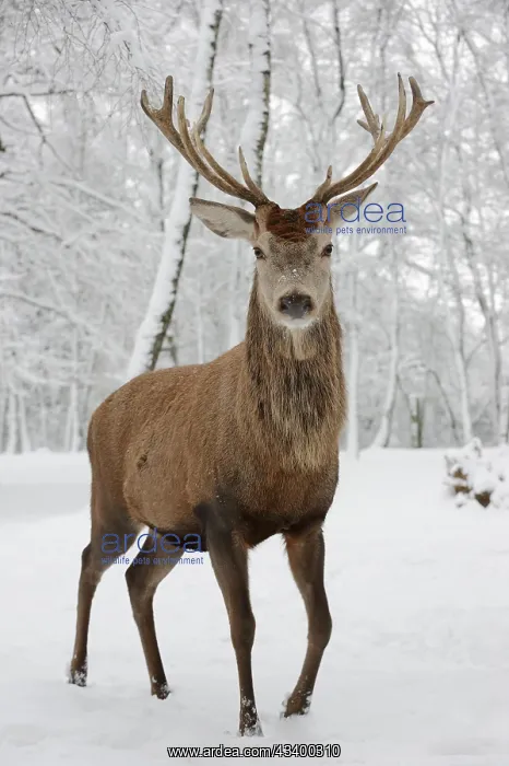 : Red deer (Cervus elaphus) in winter, Arnsberg Forest : Red deer (Cervus elaphus) in winter, Arnsberg Forest