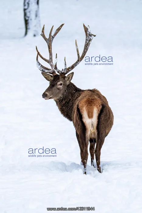 : Red deer (Cervus elaphus), in winter with closed : Red deer (Cervus elaphus), in winter with closed