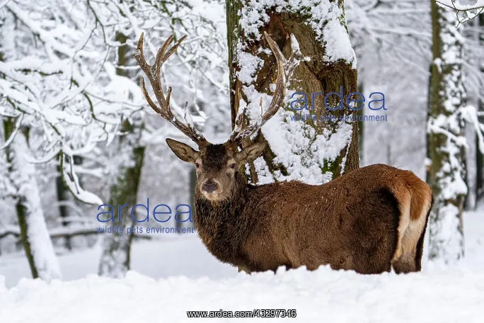 : Red deer (Cervus elaphus), in winter with snow : Red deer (Cervus elaphus), in winter with snow