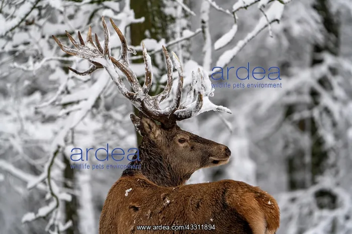 : Red deer (Cervus elaphus), in winter with snow : Red deer (Cervus elaphus), in winter with snow