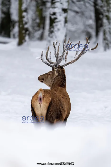 : Red deer (Cervus elaphus), in winter with snow : Red deer (Cervus elaphus), in winter with snow
