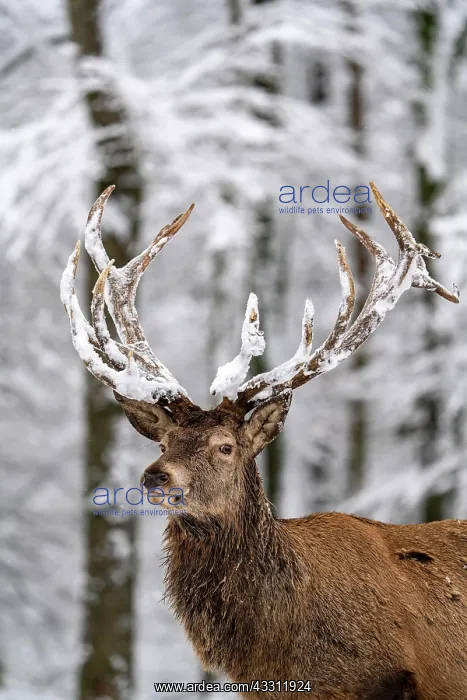 : Red deer (Cervus elaphus), in winter with snow : Red deer (Cervus elaphus), in winter with snow