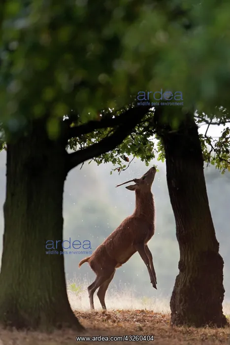 : Red Deer (Cervus elaphus) yearling stag, standing : Red Deer (Cervus elaphus) yearling stag, standing