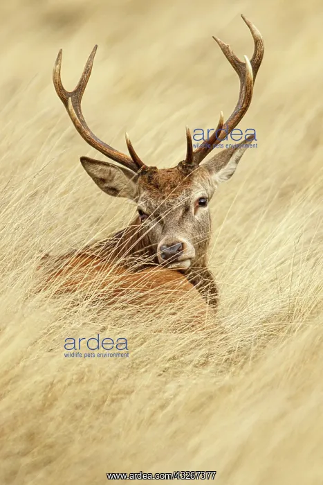 : Red Deer (Cervus elaphus) - young male resting on : Red Deer (Cervus elaphus) - young male resting on